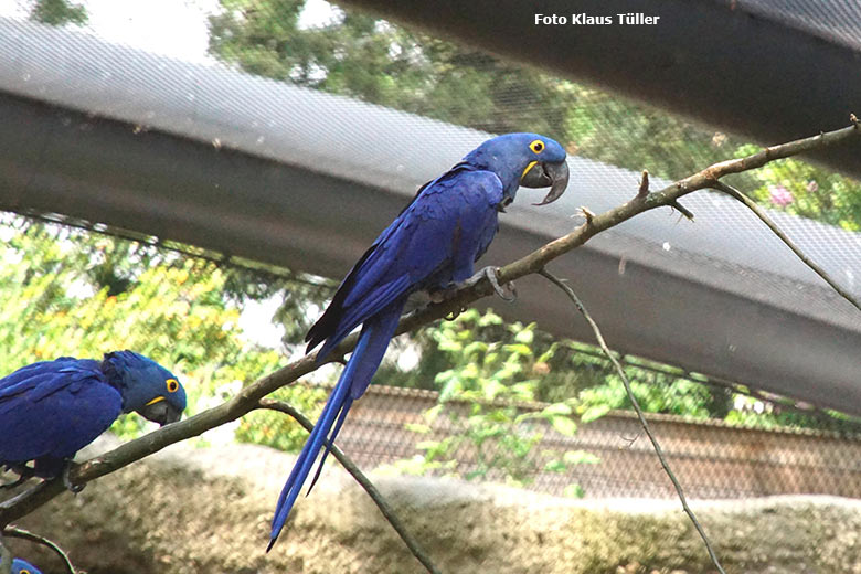 Hyazinth-Aras am 11. Juni 2021 in der Aralandia-Voliere im Grünen Zoo Wuppertal (Foto Klaus Tüller)