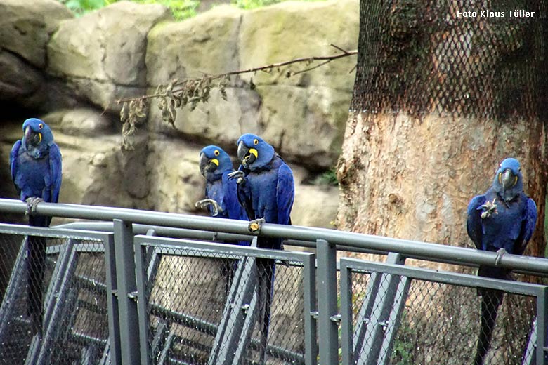 Hyazinth-Aras am 15. Juli 2021 in der ARALANDIA-Voliere im Grünen Zoo Wuppertal (Foto Klaus Tüller)