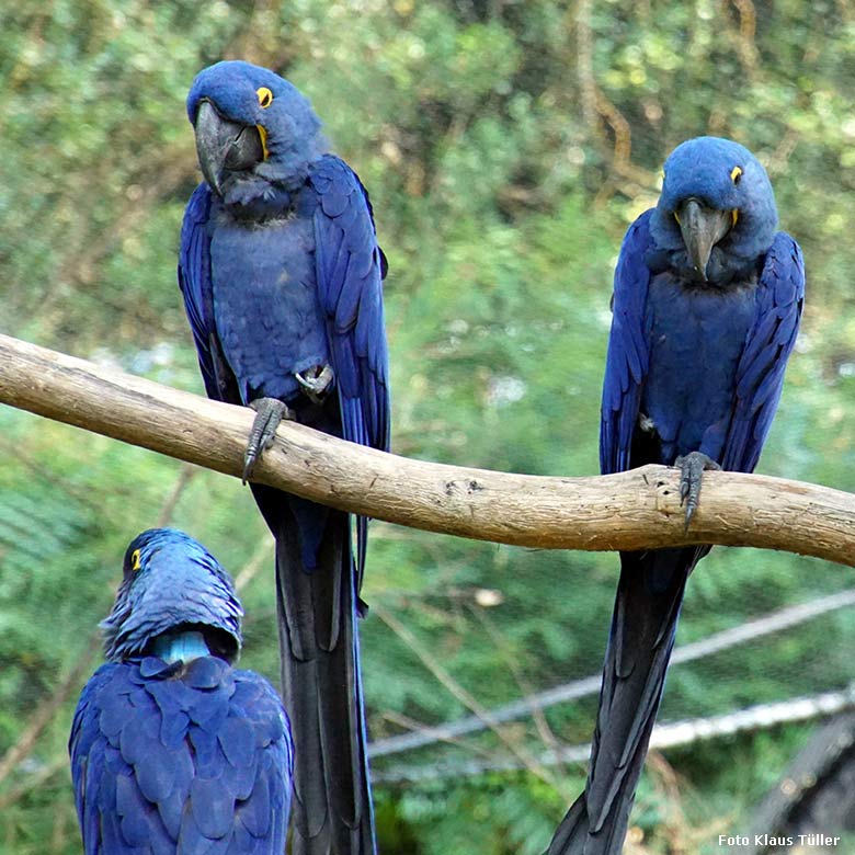 Hyazinth-Aras am 23. Juli 2021 in der begehbaren Freiflugvoliere Aralandia im Grünen Zoo Wuppertal (Foto Klaus Tüller)