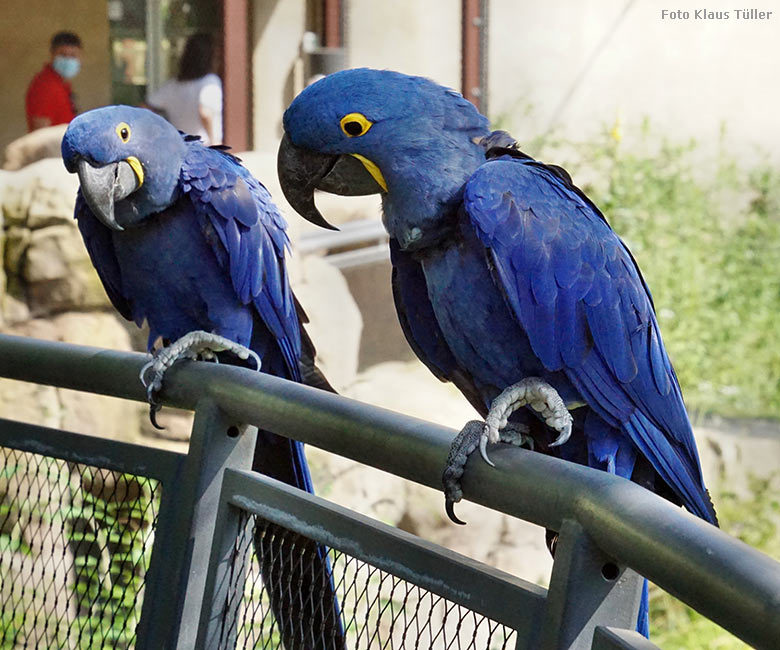 Hyazinth-Aras am 23. Juli 2021 in der begehbaren Freiflugvoliere Aralandia im Zoo Wuppertal (Foto Klaus Tüller)