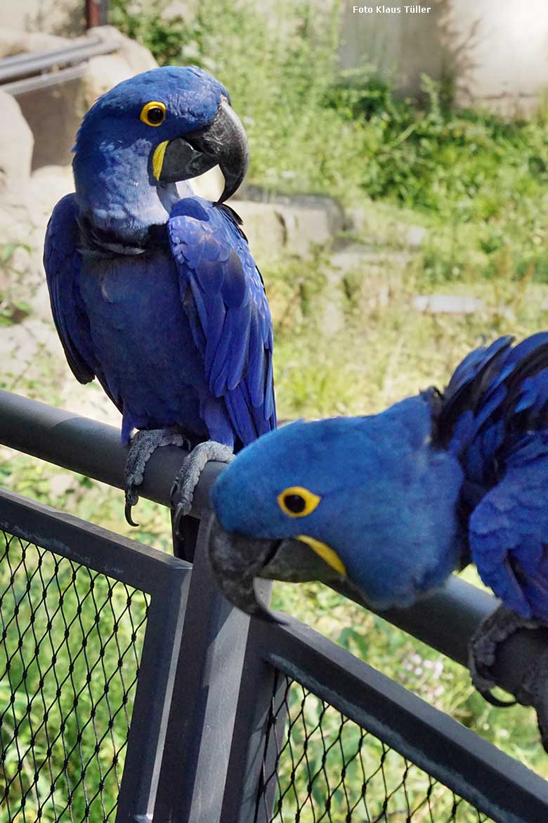 Hyazinth-Aras am 23. Juli 2021 in der begehbaren Freiflugvoliere Aralandia im Wuppertaler Zoo (Foto Klaus Tüller)