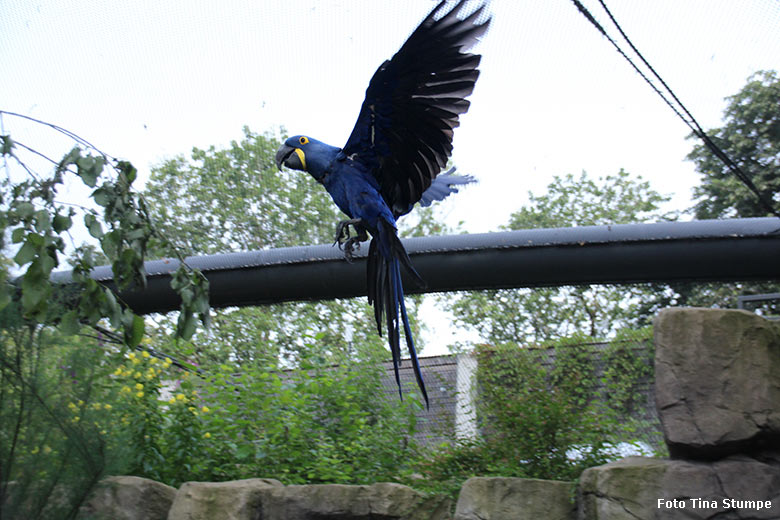 Fliegender Hyazinth-Ara am 24. Juli 2021 in der begehbaren Freiflugvoliere Aralandia im Grünen Zoo Wuppertal (Foto Tina Stumpe)