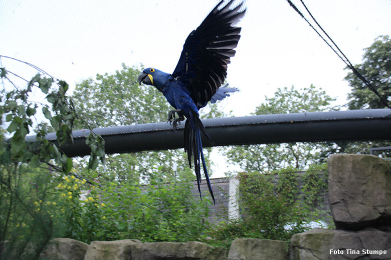 Fliegender Hyazinth-Ara am 24. Juli 2021 in der begehbaren Freiflugvoliere Aralandia im Grünen Zoo Wuppertal (Foto Tina Stumpe)