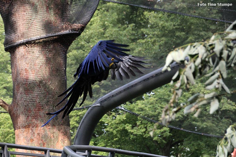 Fliegender Hyazinth-Ara am 24. Juli 2021 in der begehbaren Freiflugvoliere Aralandia im Zoologischen Garten der Stadt Wuppertal (Foto Tina Stumpe)