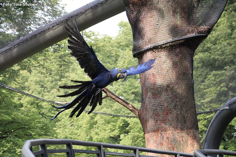 Fliegender Hyazinth-Ara am 24. Juli 2021 in der begehbaren Freiflugvoliere Aralandia im Wuppertaler Zoo (Foto Tina Stumpe)