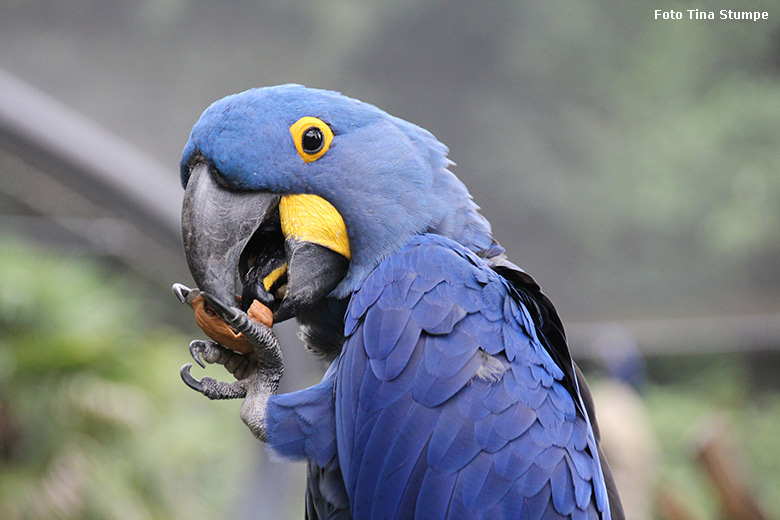 Hyazinth-Ara am 24. Juli 2021 in der begehbaren Freiflugvoliere Aralandia im Grünen Zoo Wuppertal (Foto Tina Stumpe)