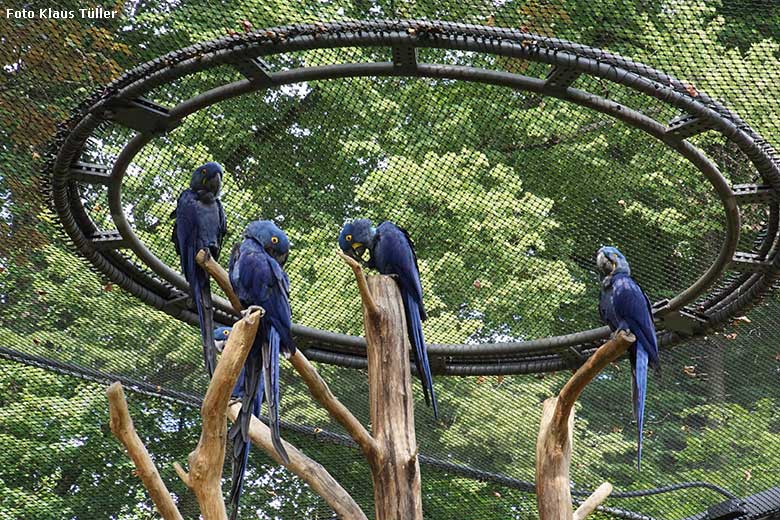 Hyazinth-Aras am 26. Juli 2021 in der begehbaren Freiflugvoliere Aralandia im Grünen Zoo Wuppertal (Foto Klaus Tüller)