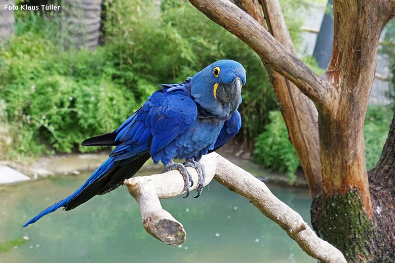 Hyazinth-Ara am 26. Juli 2021 in der begehbaren Freiflugvoliere Aralandia im Zoologischen Garten der Stadt Wuppertal (Foto Klaus Tüller)