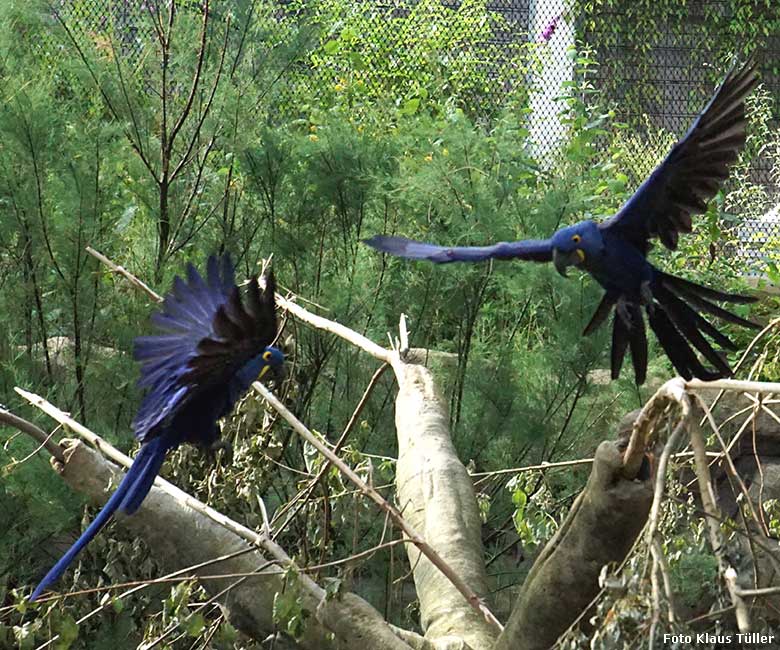 Hyazinth-Aras am 26. Juli 2021 in der begehbaren Freiflugvoliere Aralandia im Wuppertaler Zoo (Foto Klaus Tüller)