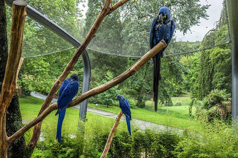 Hyazinth-Aras am 18. August 2021 in der begehbaren Freiflugvoliere Aralandia im Grünen Zoo Wuppertal