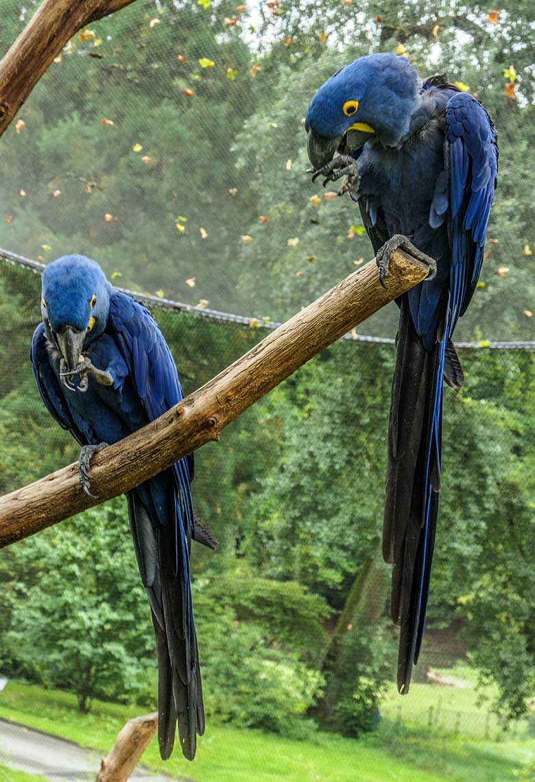 Hyazinth-Aras am 18. August 2021 in der begehbaren Freiflugvoliere Aralandia im Wuppertaler Zoo