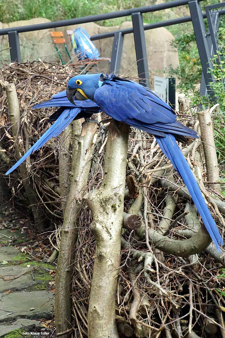 Hyazinth-Aras am 13. September 2021 in der begehbaren Freiflugvoliere Aralandia im Zoologischen Garten Wuppertal (Foto Klaus Tüller)