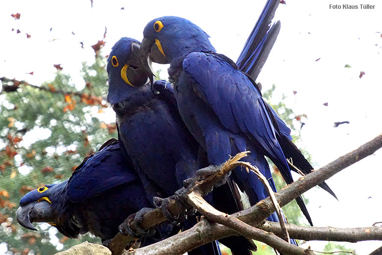 Hyazinth-Aras am 16. September 2021 in der begehbaren Freiflugvoliere Aralandia im Zoologischen Garten Wuppertal (Foto Klaus Tüller)