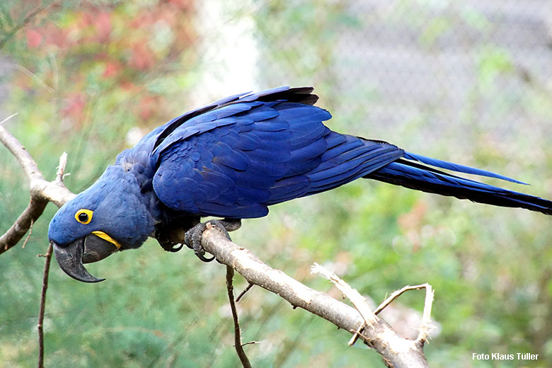 Hyazinth-Ara am 16. September 2021 in der begehbaren Freiflugvoliere Aralandia im Zoo Wuppertal (Foto Klaus Tüller)