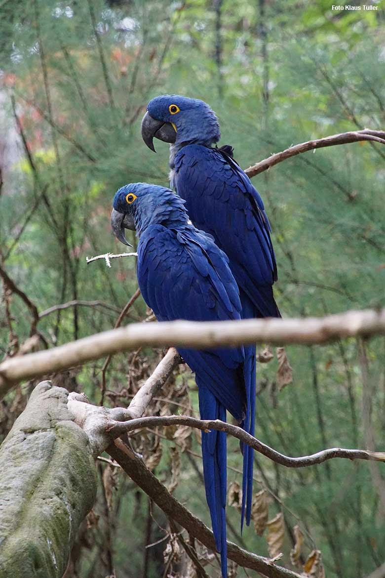 Hyazinth-Aras am 16. September 2021 in der begehbaren Freiflugvoliere Aralandia im Wuppertaler Zoo (Foto Klaus Tüller)