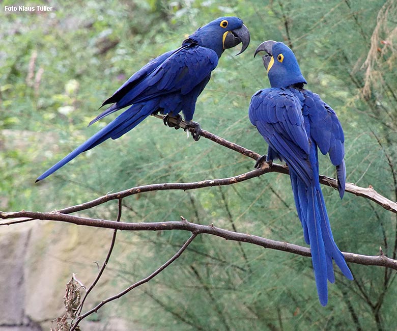 Hyazinth-Aras am 16. September 2021 in der begehbaren Freiflugvoliere Aralandia im Zoologischen Garten der Stadt Wuppertal (Foto Klaus Tüller)