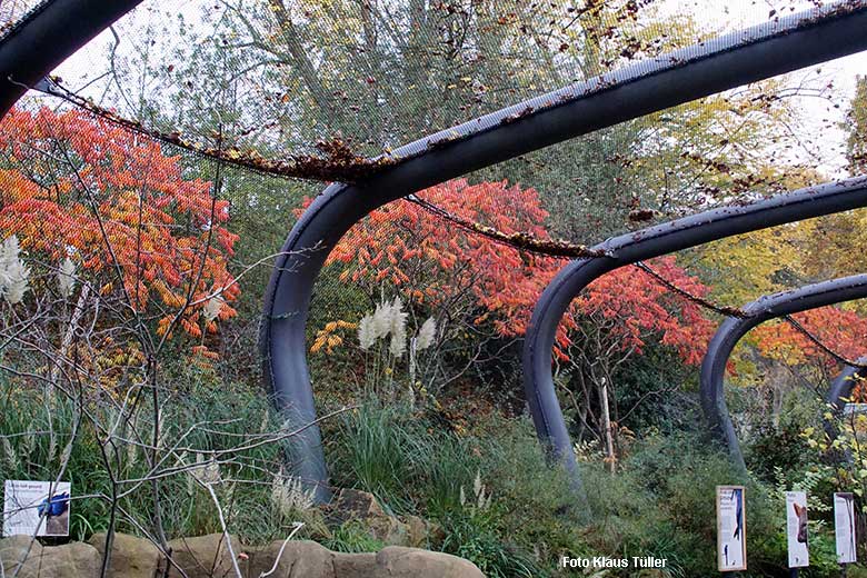 Leuchtendes Herbst-Laub am 31. Oktober 2021 an der Aralandia-Voliere im Zoologischen Garten Wuppertal (Foto Klaus Tüller)