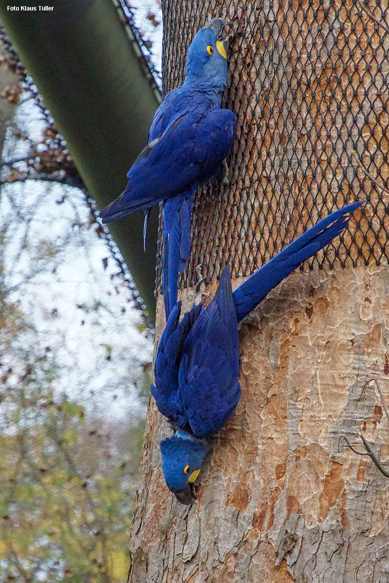 Hyazinth-Aras beim Knabbern am Schutz-Geflecht und an einer Baumrinde am 10. November 2021 in der Aralandia-Voliere im Grünen Zoo Wuppertal (Foto Klaus Tüller)