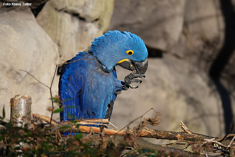 Hyazinth-Ara am 21. Dezember 2021 in der Aralandia-Voliere im Grünen Zoo Wuppertal (Foto Klaus Tüller)