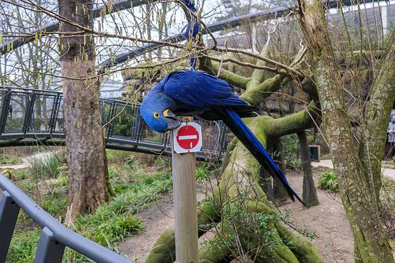 Hyazinth-Ara am 25. Januar 2022 in der Aralandia-Voliere im Grünen Zoo Wuppertal