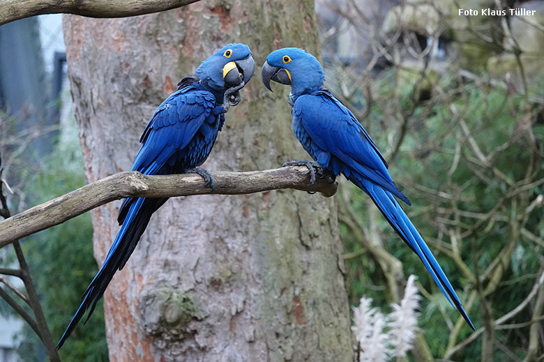 Hyazinth-Aras am 8. Februar 2022 in der Aralandia-Voliere im Zoologischen Garten der Stadt Wuppertal (Foto Klaus Tüller)