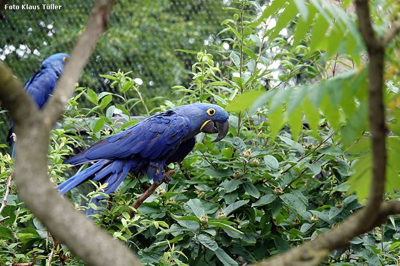 Hyazinth-Ara am 26. Juni 2022 in der Aralandia-Voliere im Grünen Zoo Wuppertal (Foto Klaus Tüller)