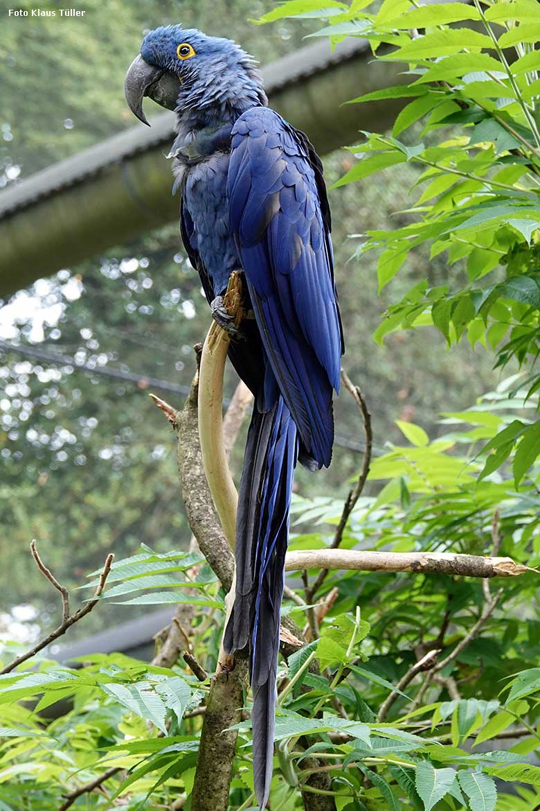 Hyazinth-Ara am 26. Juni 2022 in der Aralandia-Voliere im Wuppertaler Zoo (Foto Klaus Tüller)