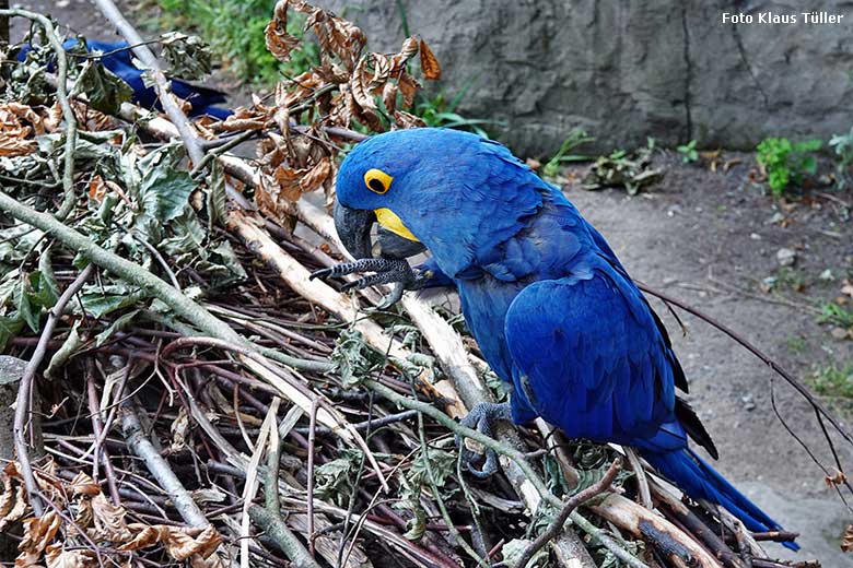 Hyazinth-Ara am 4. Juli 2022 in der Aralandia-Voliere im Zoo Wuppertal (Foto Klaus Tüller)