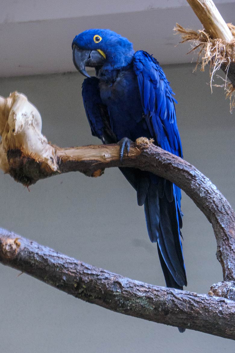 Weiblicher Hyazinth-Ara OMA am 18. August 2022 im Innengehege im Aralandia-Haus im Wuppertaler Zoo