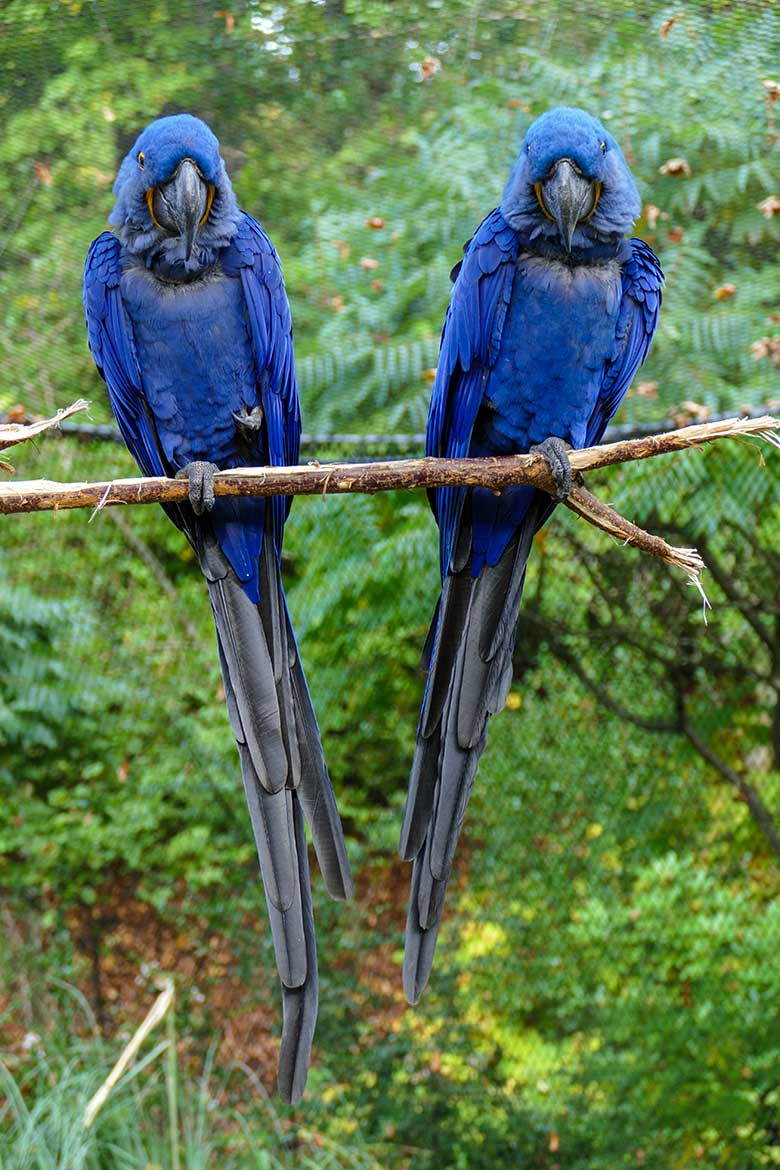 Hyazinth-Aras am 3. Oktober 2022 in der Aralandia-Voliere im Zoologischen Garten Wuppertal