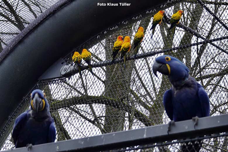 Hyazinth-Aras und Sonnensittiche am 16. März 2023 in der Aralandia-Voliere im Grünen Zoo Wuppertal (Foto Klaus Tüller)