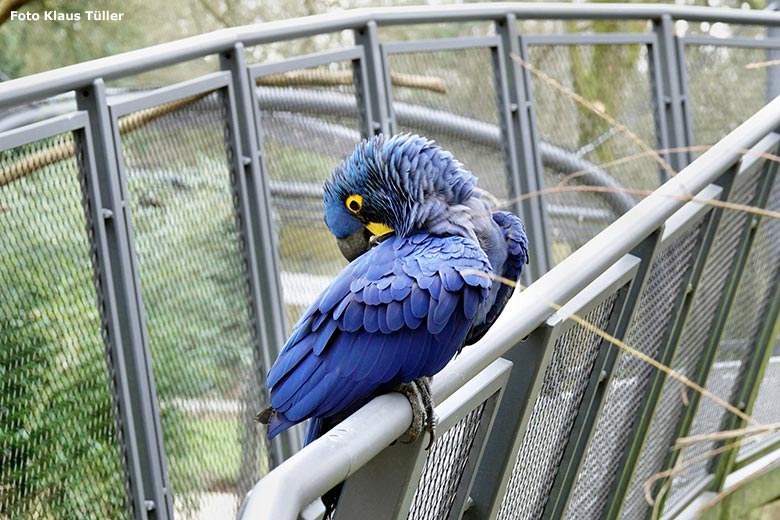 Hyazinth-Ara am 16. März 2023 in der Aralandia-Voliere im Zoologischen Garten Wuppertal (Foto Klaus Tüller)