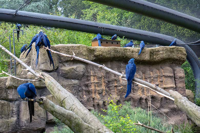 Hyazinth-Aras am 23. Mai 2023 in der Aralandia-Voliere im Zoologischen Garten Wuppertal