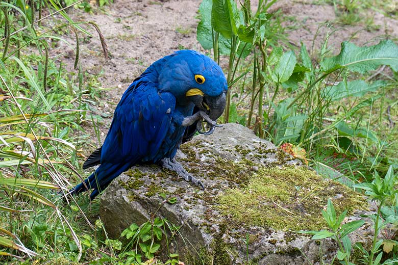 Hyazinth-Ara am 24. Mai 2023 in der Aralandia-Voliere im Wuppertaler Zoo