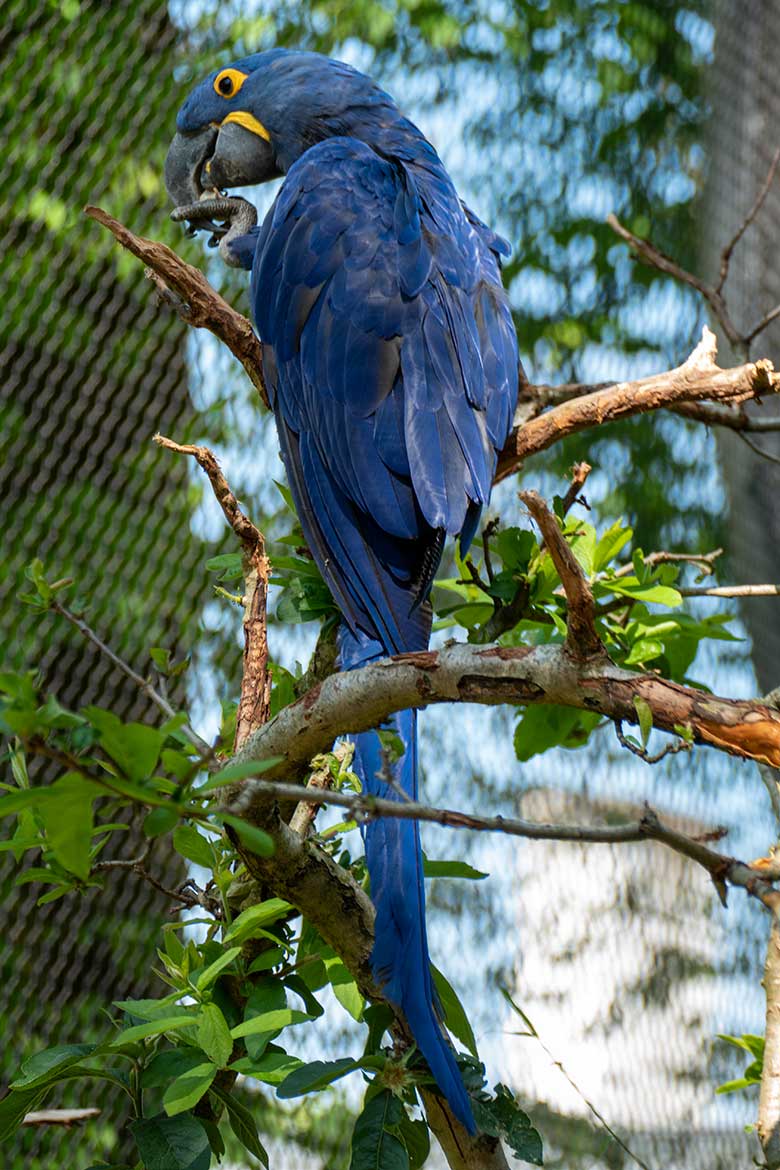 Hyazinth-Ara am 28. Mai 2023 in der Aralandia-Voliere im Grünen Zoo Wuppertal