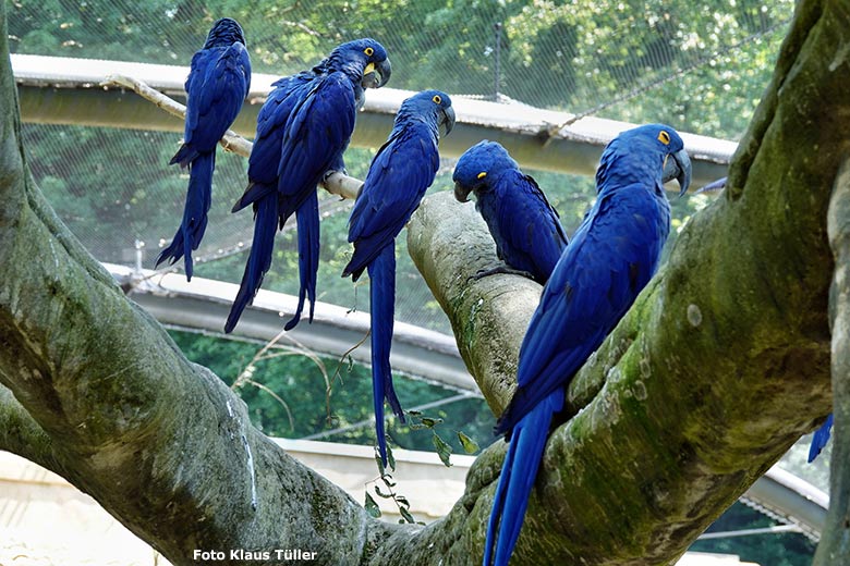 Hyazinth-Aras am 6. Juni 2023 in der Aralandia-Voliere im Grünen Zoo Wuppertal (Foto Klaus Tüller)