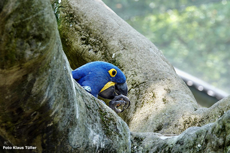 Hyazinth-Ara am 12. Juni 2023 in der Aralandia-Voliere im Zoologischen Garten Wuppertal (Foto Klaus Tüller)