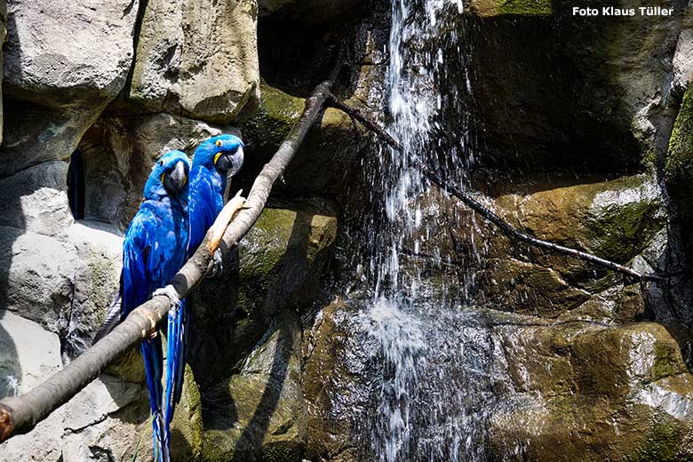 Hyazinth-Aras am 19. Juni 2023 in der Aralandia-Voliere im Grünen Zoo Wuppertal (Foto Klaus Tüller)