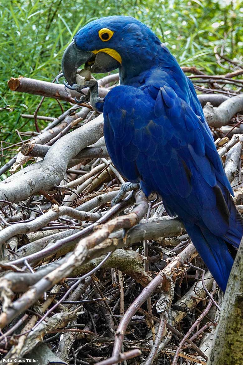 Hyazinth-Ara am 19. Juni 2023 in der Aralandia-Voliere im Wuppertaler Zoo (Foto Klaus Tüller)