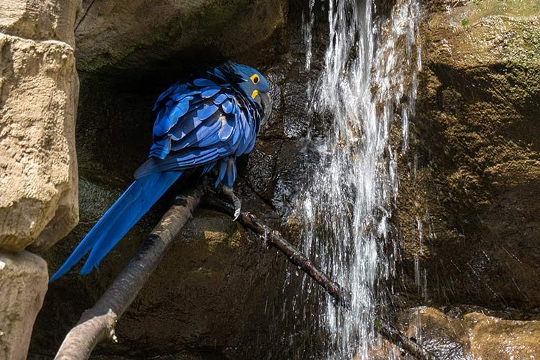 Hyazinth-Ara am 12. Juli 2023 am Wasserfall in der Aralandia-Voliere im Grünen Zoo Wuppertal