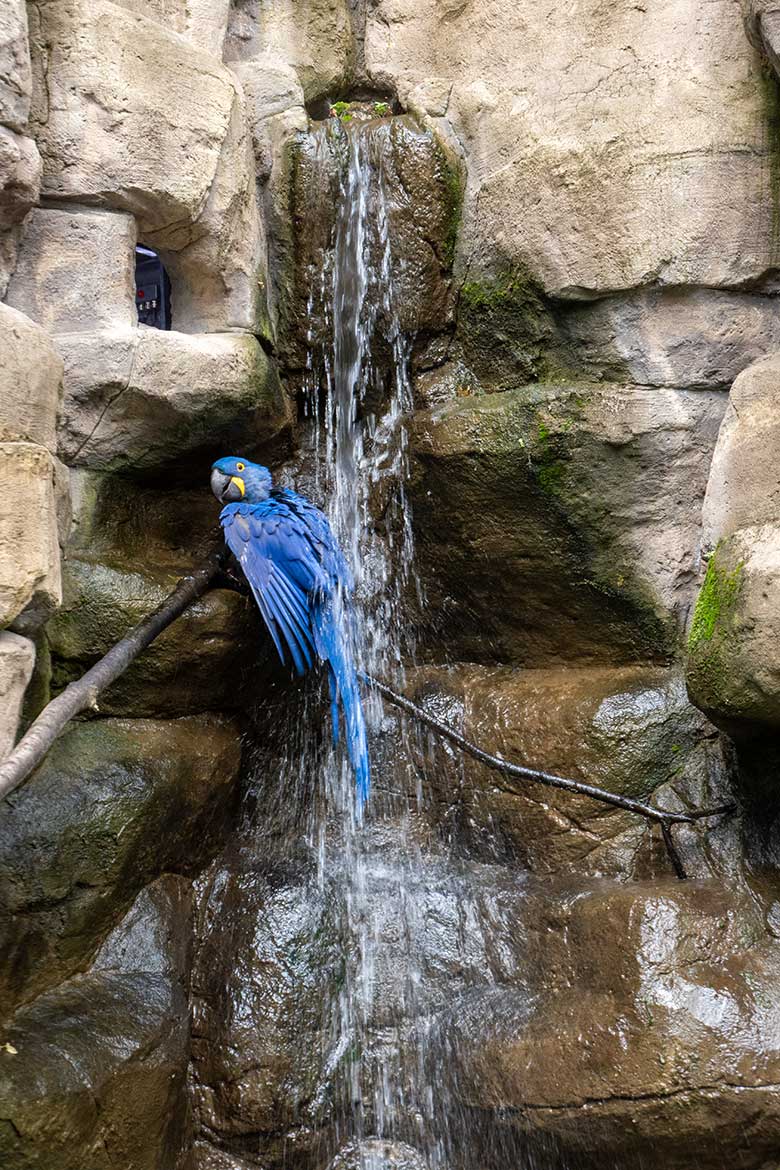 BadenderHyazinth-Ara am 12. Juli 2023 am Wasserfall in der Aralandia-Voliere im Zoologischen Garten der Stadt Wuppertal