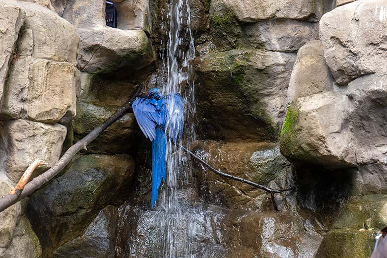 BadenderHyazinth-Ara am 12. Juli 2023 am Wasserfall in der Aralandia-Voliere im Wuppertaler Zoo