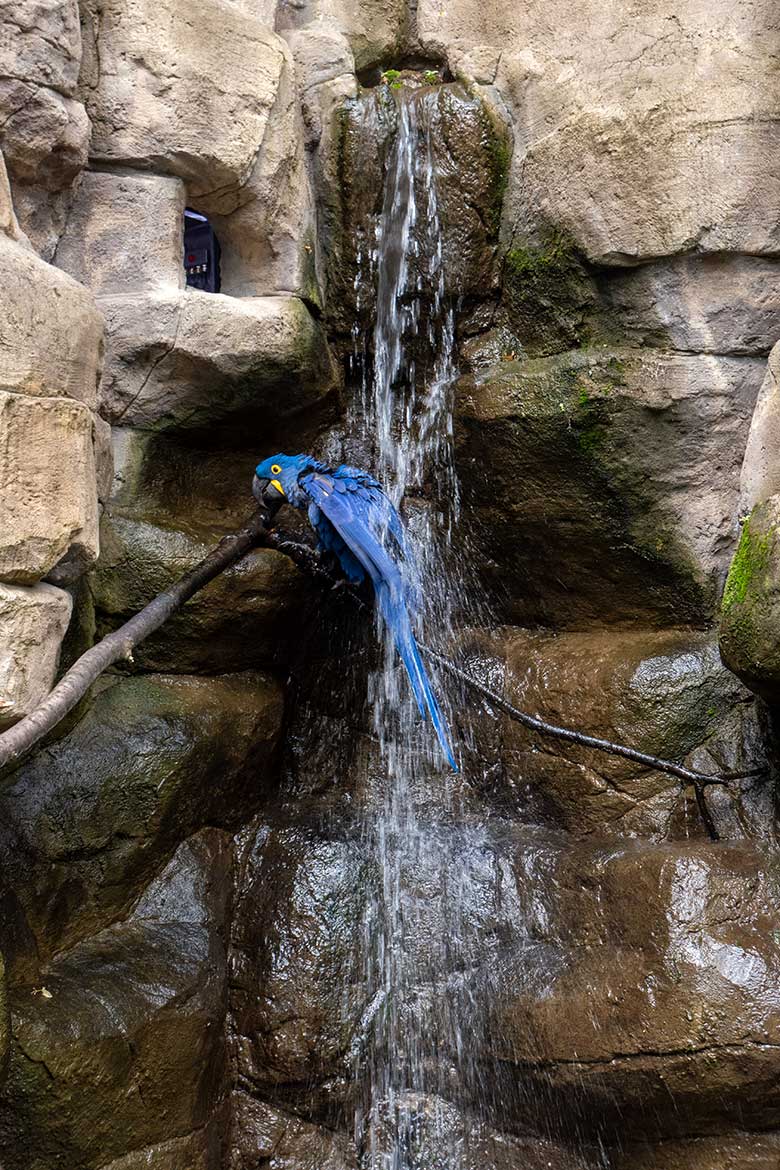 BadenderHyazinth-Ara am 12. Juli 2023 am Wasserfall in der Aralandia-Voliere im Grünen Zoo Wuppertal