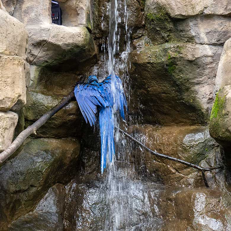BadenderHyazinth-Ara am 12. Juli 2023 am Wasserfall in der Aralandia-Voliere im Grünen Zoo Wuppertal
