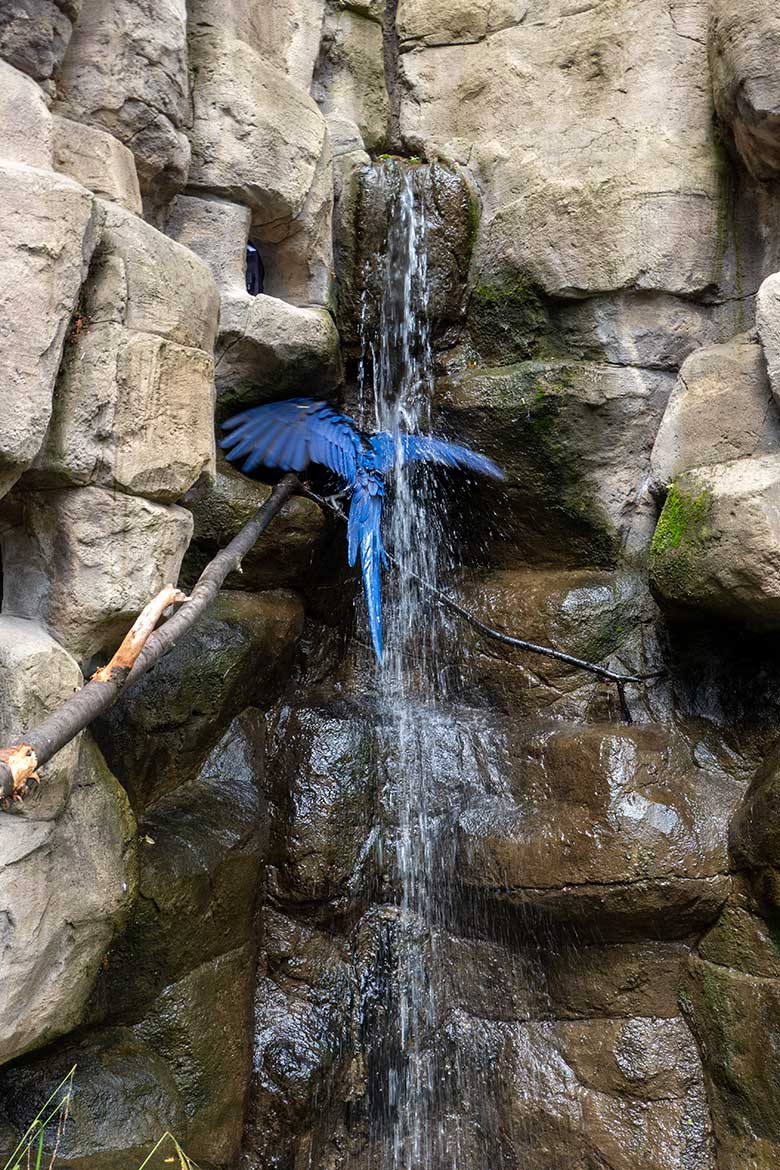 BadenderHyazinth-Ara am 12. Juli 2023 am Wasserfall in der Aralandia-Voliere im Zoologischen Garten Wuppertal