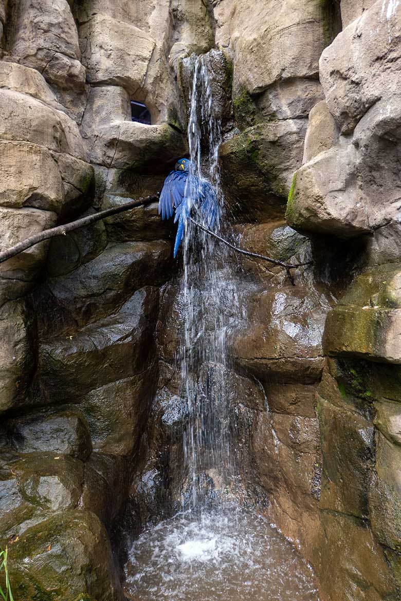 BadenderHyazinth-Ara am 12. Juli 2023 am Wasserfall in der Aralandia-Voliere im Grünen Zoo Wuppertal