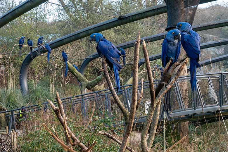 Hyazinth-Aras am 10. Januar 2024 in der Aralandia-Voliere im Grünen Zoo Wuppertal