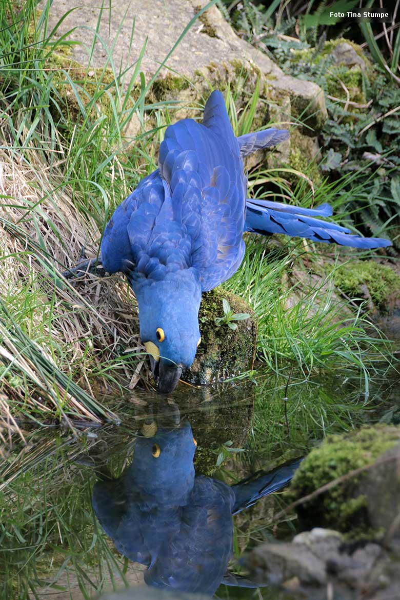 Hyazinth-Ara am 14. April 2024 am Wasser in der begehbaren Aralandia-Voliere im Grünen Zoo Wuppertal (Foto Tina Stumpe)