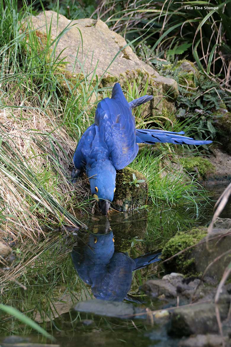 Hyazinth-Ara am 14. April 2024 am Wasser in der begehbaren Aralandia-Voliere im Wuppertaler Zoo (Foto Tina Stumpe)