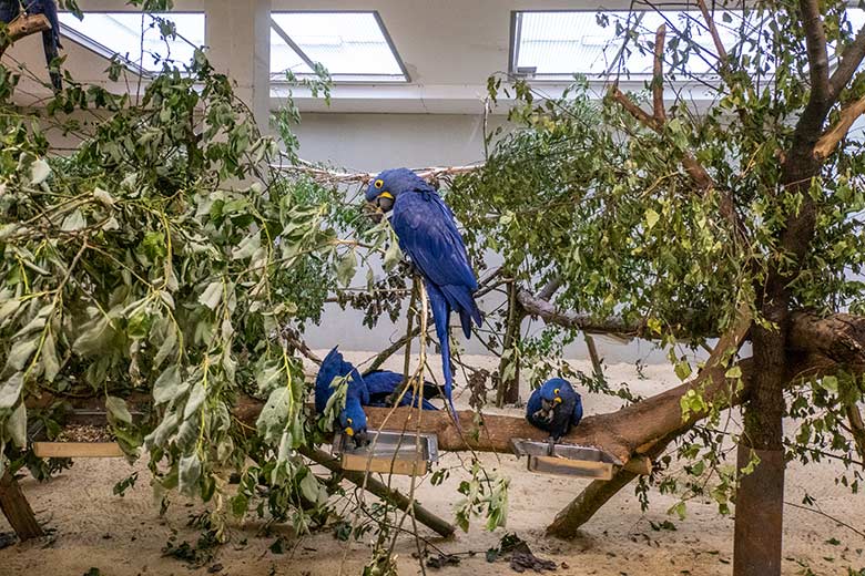 Hyazinth-Aras am 17. Juni 2024 im Innengehege im Aralandia-Haus im Wuppertaler Zoo
